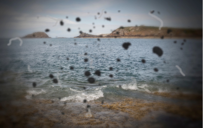 Image of a bay with black and white eye floaters splattered throughout.